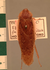Stictolampra funebris (Hanitsch, 1923): Copyright UMO, Oxford. Type, dorsal view. (Otu).