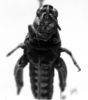 Punacris peruviana (Saussure, 1888): Image Carbonell, C.S. female, frontal view. (Otu).