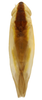 Habitus, dorsal view: !! display not done !! on Erythridula stolata (McAtee, 1920): Habitus (INHS collection). (Observation).