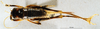 CollectionObject 1504995; 8d487d96-d2fe-4a2b-9cee-f0950bab590c: female, dorsal view (syntype). (CollectionObject).