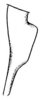 Conocephalus (Perissacanthus) strictoides (Caudell, 1906): Pl. XXIII, Fig. 31. lateral outline of male cercus. (Otu).