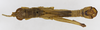CollectionObject 1523720; 14006a51-fe10-401a-9497-69314cbe671b: male, dorsal view (holotype). (CollectionObject).