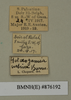 CollectionObject 1572933; ce299b7f-ca0b-4bd7-b1ba-b34db790070c: Copyright Natural History Museum, London. Labels from non-type (adult male) in BM(NH). (CollectionObject).