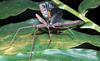 copyright Gary Wilson. female defensive display (Australia: north Queensland, Kuranda, ii.2008). Depicts Onchestus rentzi Brock & Hasenpusch, 2006, an Otu.