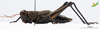 CollectionObject 2243534; Unioeste Cascavel K-0590, ff376773-209d-4a5c-9be0-c39e3d974e9e, Unioeste Cascavel K-0590: Female, lateral view. (CollectionObject).
