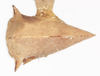 Habitus, dorsal view: !! display not done !! on Telamonanthe turbinella Jorgensen, 1935: (Observation).