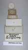 CollectionObject 1552794; NHMUK(SF IMPORT DUPLICATE) BMNH(E) 877065, 3e0a4e09-924f-4a27-85ee-7db2327da579: Copyright NHM, London. Holotype male of synonym Hedaia horologica, data labels (reversed). (CollectionObject).