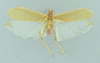 CollectionObject 1532196; 958e9f37-8b9c-4621-9db0-3b213005d99a, NMW No. 2955: male habitus, dorsal view (holotype). (CollectionObject).