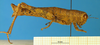 CollectionObject 1505370; 939d45b6-a1f9-4eda-b34e-04115791fd5b: female, lateral view (holotype). (CollectionObject).