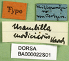 CollectionObject 1501083; ad4b212d-cf22-4b13-a379-67baf9aad016, DORSA BA000022S01: labels (holotype). (CollectionObject).