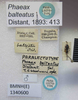 CollectionObject 1594985; d2e6c2f8-3b35-462f-85a5-6bdae7059973: Phaeax balteatus. Paralectotype. (BMNH) - (CC BY-NC 4.0) Photo by Stuart Cole, reproduced with permission from the Natural History Museum, London, UK. (CollectionObject).