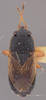 CollectionObject 1952913; 788ce929-06a2-423e-8851-ff668dff0b6f: Malezonotus fuscosus HOLOTYPE (NMNH) - (CC BY-NC 3.0) - Photo by Pablo M. Dellapé with permission from the National Museum of Natural History (NMNH), Smithsonian Institution, Washington, D.C. (CollectionObject).