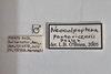 Other: !! display not done !! on Neocolpoptera portoricensis Dozier, 1931: (Observation).