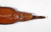 CollectionObject 1558978; fb924f40-d0f5-411c-8c40-8842c57f4ecb: copyright ZMHB, Berlin. female: end of abdomen, dorsal view (holotype). (CollectionObject).