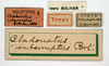 CollectionObject 1506784; f8efe573-e0b9-4679-b326-a32ac9f3f7cc: labels (holotype). (CollectionObject).