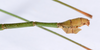 CollectionObject 1559397; d54793e1-f9bd-452c-8e9d-e180868b8b0e: copyright ANSP. male of synonym Dixippus bicolor, abdomen, lateral view (syntype). (CollectionObject).