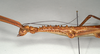 CollectionObject 1563756; 83cbfd78-fadb-461b-9fc7-5597cde468ca: copyright MIZ. female: head and thorax, lateral view (paratype). (CollectionObject).