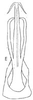 Aedeagus, ventral view on Chaparea albigena Linnavuori, 1959: Aedeagus, ventral view. (Observation).