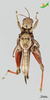 CollectionObject 2243709; 1acf64d1-79da-4cad-a4ed-5c4341ea09b8, Unioeste Cascavel K-0826: Male, ventral view. (CollectionObject).