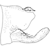 Pygofer, lateral view on Arboridia (Arboridia) cambera (Song & Li, 2016): Pygofer, lateral view. (Observation).