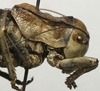 CollectionObject 1534971; 946bf810-25e9-4cd8-9e6f-ca64f6ba3dc3: male pronotum, lateral view (holotype). (CollectionObject).