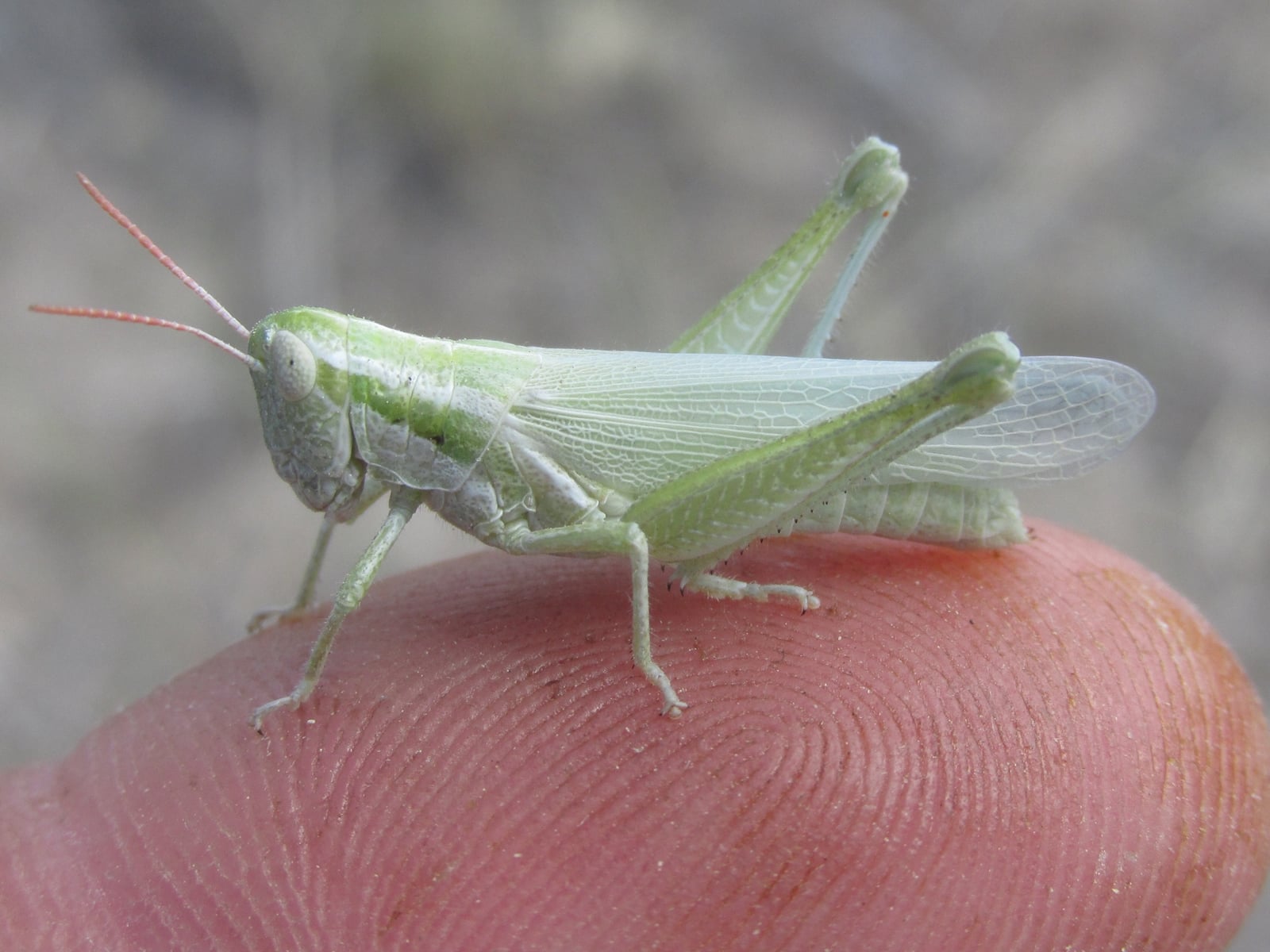 female, long-winged morph (off King Canyon Road, about 5.5 miles south of Chadron, Nebraska, 14 July 2020). Depicts Hypochlora alba (Dodge, 1876), an Otu.