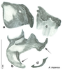 CollectionObject 1569183; 48256b29-1064-4481-b6e5-41ffeb5c05ac: Original drawing by Heidi Hopkins © Heidi Hopkins. Holotype, adult male, genitalia, ventral view. (CollectionObject).