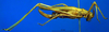 CollectionObject 1502654; f660cccb-8781-4603-ad08-87db2e26b7a8: female, lateral view (paralectotype). (CollectionObject).
