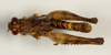 CollectionObject 1527243; 17e786ca-4f1e-4320-8424-43017e6363d6: male, dorsal view (holotype). (CollectionObject).