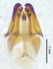 CollectionObject 1523727; c0a52703-44b5-4c30-bc31-742b6009fbae: male genitalia, ventral view (holotype). (CollectionObject).