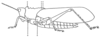 Fig. 3. habitus, points from which fluid exudes indicated. Depicts Aularches miliaris miliaris (Linnaeus, 1758), an Otu.