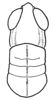 Aleuas paranensis Carbonell, 2008: Fig. 21. male, head and pronotum, dorsal view. (Otu).