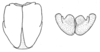 Ceuthophilus (Ceuthophilus) osagensis Hubbell, 1936: Fig. 726. male subgenital plate. (Otu).