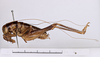 CollectionObject 1505950; e2ae4b73-c2c4-4d7a-bcca-4e4377f1a28c: male, lateral view (syntype). (CollectionObject).