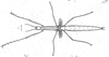 Graeffea Brunner von Wattenwyl, 1868: from Newport 1844. female of Graeffea crouanii [type species]. (Otu).