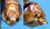 CollectionObject 1499273; 44a4a234-c4a8-4b43-b358-54a2ec224aa6: male abdomen tip (holotype). (CollectionObject).