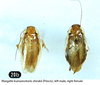 Margattea nimbata shirakii (Princis, 1969): (Otu).