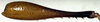 CollectionObject 1531884; 02d5478b-adca-49cc-826e-11c1ef61991a: male hind femur (holotype). (CollectionObject).