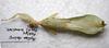 CollectionObject 1581343; a2b3837b-149d-4220-98cf-bd80f151703c: copyright ZRC Singapore. male, dorsal view (paratype). (CollectionObject).;CollectionObject 1581344; 10a2ae77-0789-48d0-8ed5-f68a7fd10f6d: copyright ZRC Singapore. male, dorsal view (paratype). (CollectionObject).