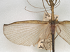 CollectionObject 1562041; NMW 1067, a3f34c3a-d151-4d60-bc9d-6a990a290505: copyright NMW, Vienna. male, wings (holotype). (CollectionObject).