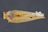 Habitus, dorsal view on Anormenis obtusa (Melichar, 1902) now Anormenis media (Melichar, 1902): (Observation).