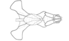 Dichroplus democraticus (Blanchard, 1851): Fig. 13. endophallus, ventral view. (Otu).