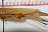 CollectionObject 1530922; NTUC 614, 2ffb84bf-87fd-4ac6-8d5c-d378782476b6: copyright NTUC. female: abdomen, lateral view (holotype). (CollectionObject).
