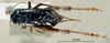 CollectionObject 1536195; NMBA 3225341, 0bf467f0-ca42-4310-81c3-68d15c789afb: male, dorsal view. (CollectionObject).
