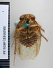 CollectionObject 1553287; NHMUK(SF IMPORT DUPLICATE) BMNH(E) 876184, e396ee1b-e2ce-4f1d-9456-30eb39b5a77e: Copyright NHM, London. Paratype male of synonym Polyphaga thibetana, ventral view. (CollectionObject).