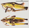 CollectionObject 1585912; c8384088-6164-4c58-8193-d460a66ffeac: male (morphotype 3), lateral (up) and dorsal (down) view. (CollectionObject).