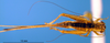 CollectionObject 1565730; 1ed0854e-1f82-41a3-bb9f-3c9c7b3e1942: female, dorsal view (paratype). (CollectionObject).