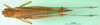 CollectionObject 1570320; a4de95b5-0bbb-44ad-b6f3-640df451c262: male, dorsal view (syntype of Gastrimargus testaceus). (CollectionObject).
