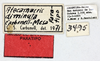 CollectionObject 1565513; 276afc02-cf53-479d-85e3-69a6ea70196b, MLP3495: labels (paratype). (CollectionObject).