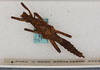 CollectionObject 1557494; 0d03674a-ddd1-4b95-b1d9-146dea69e66f: copyright USNM, Washington. female (paratype). (CollectionObject).